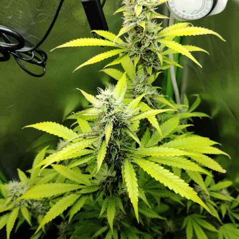 Quick One growlog timeline photo