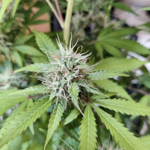 Quick One growlog timeline photo