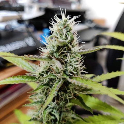 Quick One growlog timeline photo