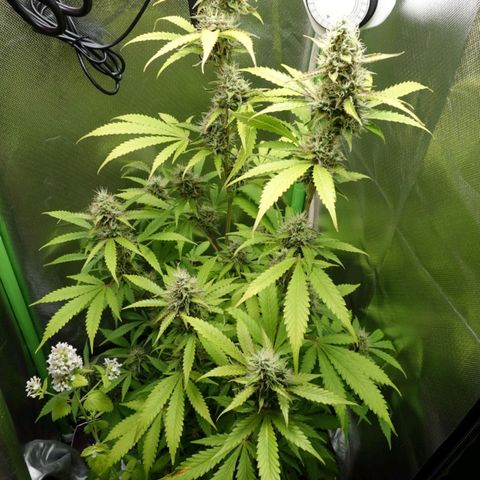 Quick One growlog timeline photo