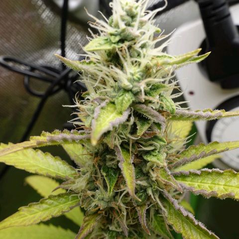 Quick One growlog timeline photo