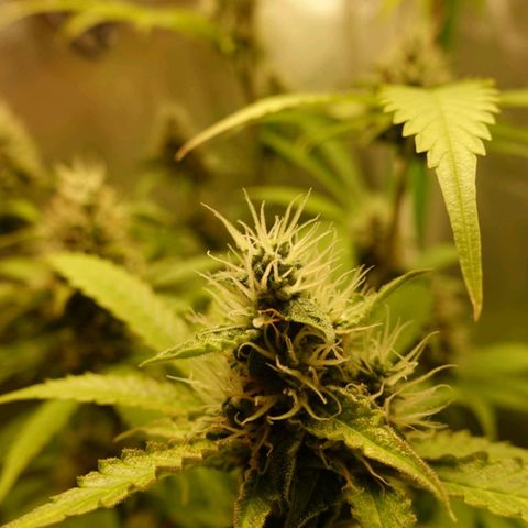 Quick One growlog timeline photo