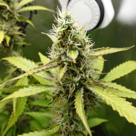 Quick One growlog timeline photo