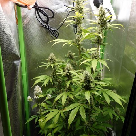 Quick One growlog timeline photo