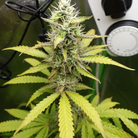 Quick One growlog timeline photo
