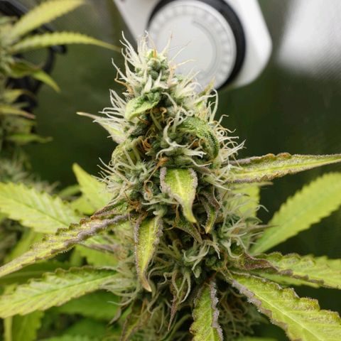 Quick One growlog timeline photo