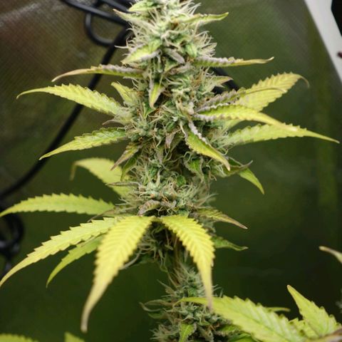 Quick One growlog timeline photo