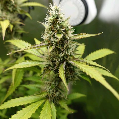 Quick One growlog timeline photo