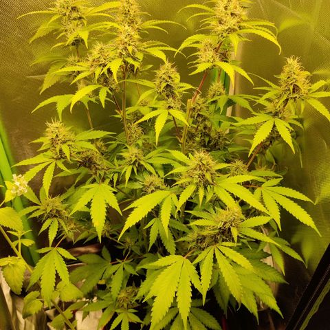 Quick One growlog timeline photo