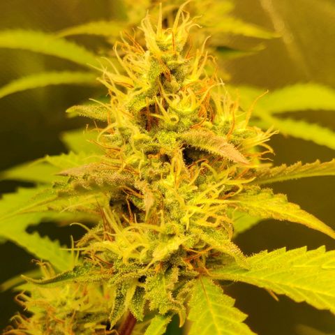 Quick One growlog timeline photo
