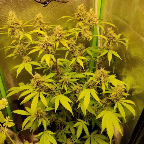 Quick One growlog timeline photo