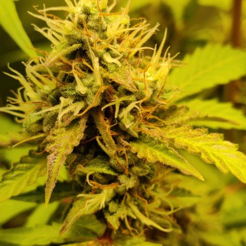 Quick One growlog timeline photo