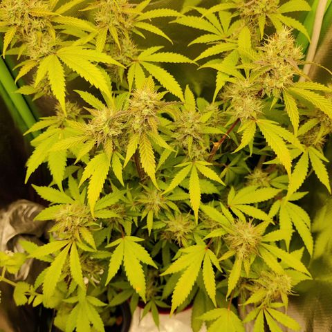 Quick One growlog timeline photo