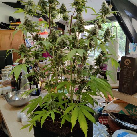 Quick One growlog timeline photo