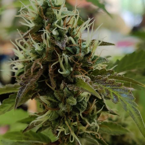 Quick One growlog timeline photo