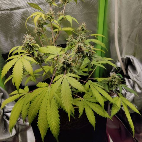 Quick One growlog timeline photo