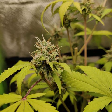 Quick One growlog timeline photo