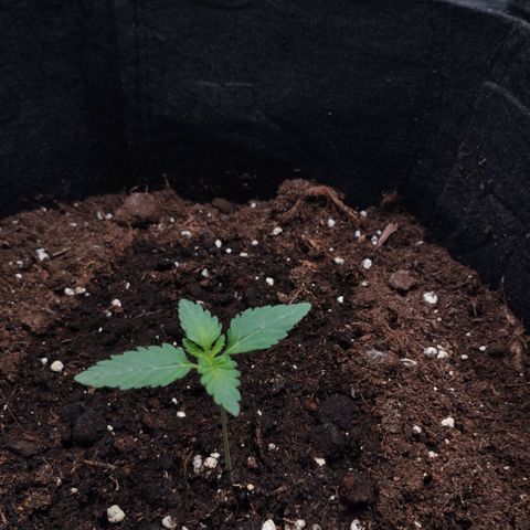 Northern Light growlog timeline photo