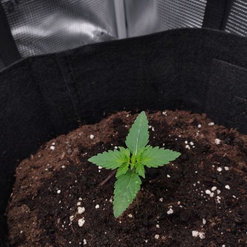 Northern Light growlog timeline photo