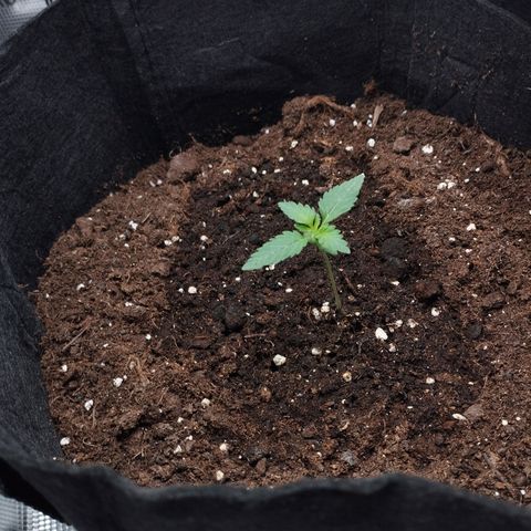Northern Light growlog timeline photo