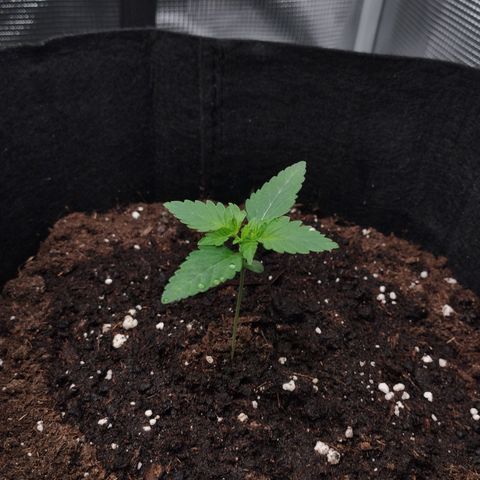 Northern Light growlog timeline photo