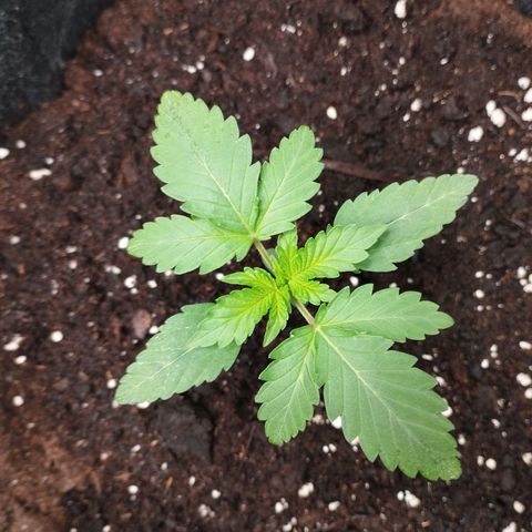 Northern Light growlog timeline photo