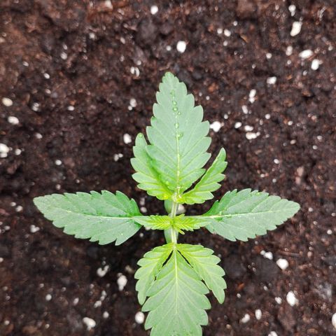 Northern Light growlog timeline photo