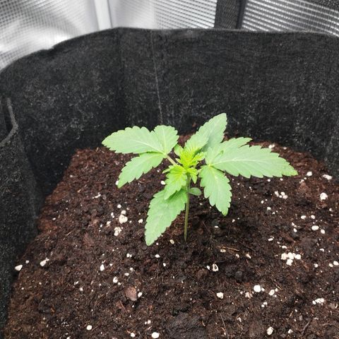 Northern Light growlog timeline photo