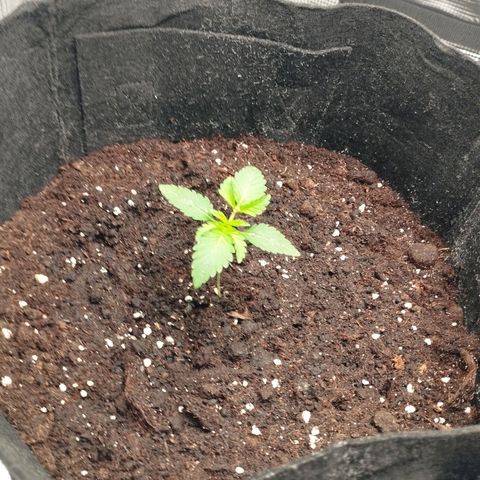 Northern Light growlog timeline photo