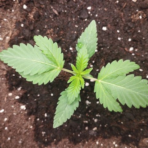 Northern Light growlog timeline photo