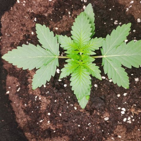 Northern Light growlog timeline photo