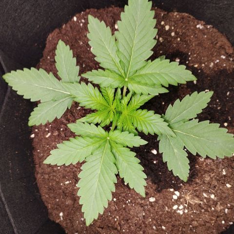 Northern Light growlog timeline photo