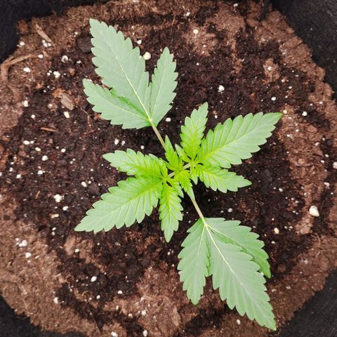 Northern Light growlog timeline photo