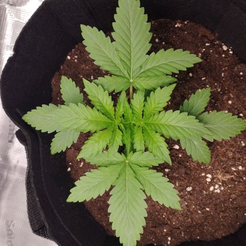 Northern Light growlog timeline photo