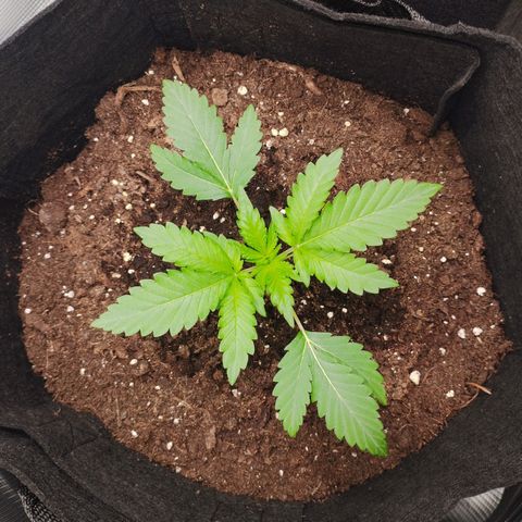 Northern Light growlog timeline photo