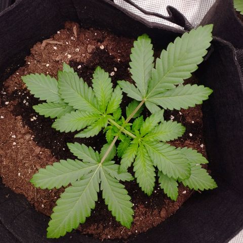 Northern Light growlog timeline photo