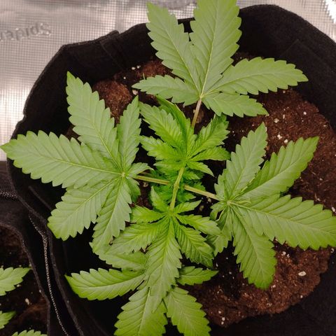 Northern Light growlog timeline photo