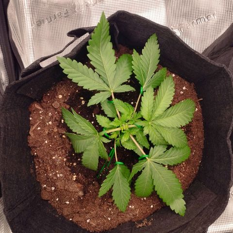 Northern Light growlog timeline photo