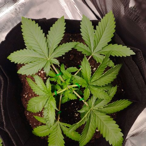 Northern Light growlog timeline photo