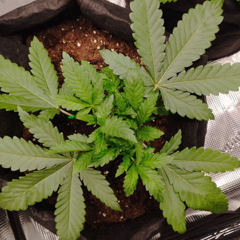 Northern Light growlog timeline photo