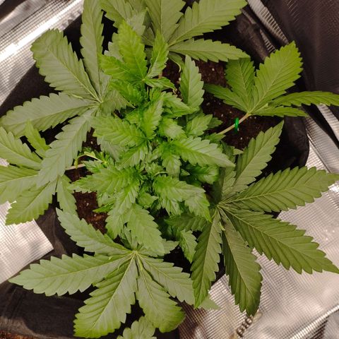 Northern Light growlog timeline photo