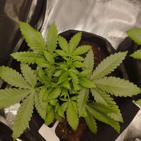 Northern Light growlog timeline photo