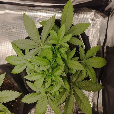 Northern Light growlog timeline photo