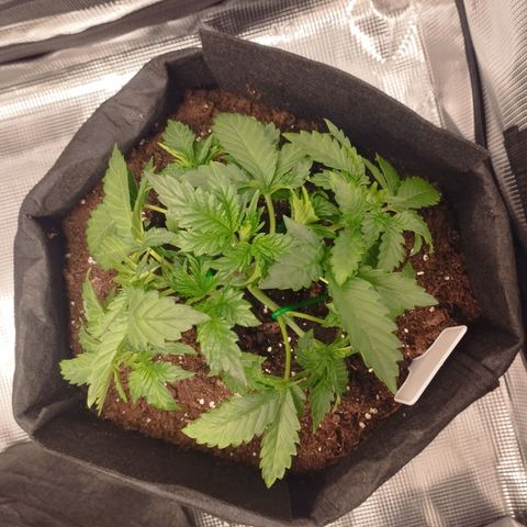 Northern Light growlog timeline photo