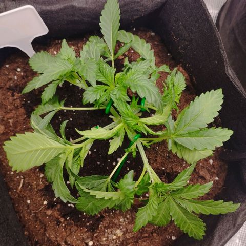 Northern Light growlog timeline photo