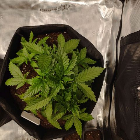 Northern Light growlog timeline photo