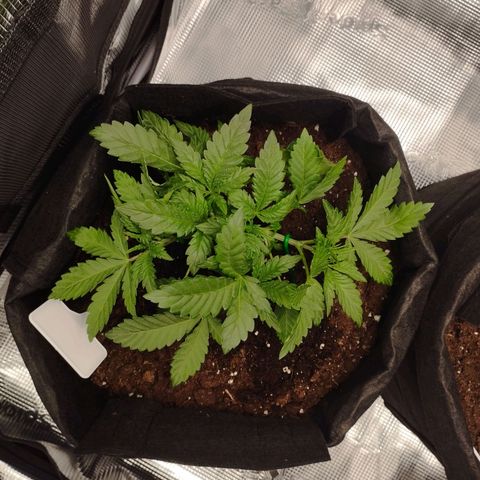 Northern Light growlog timeline photo