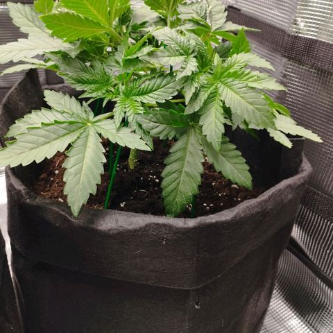 Northern Light growlog timeline photo