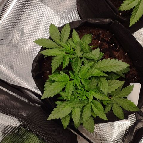 Northern Light growlog timeline photo