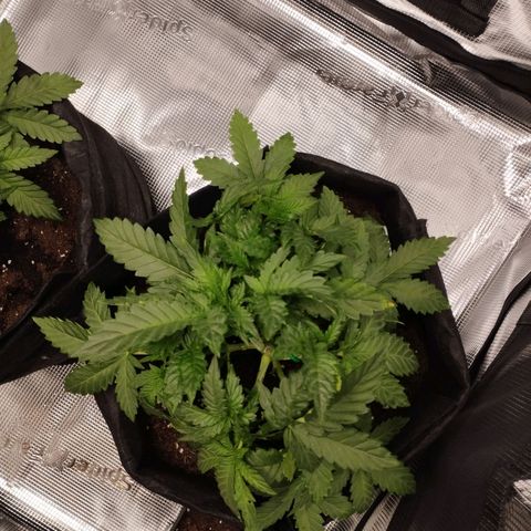 Northern Light growlog timeline photo